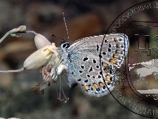 Сефир кубанский 004